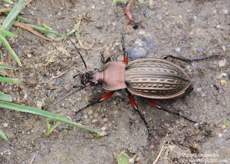 střevlík měděný, Carabus cancellatus, Carabidae, Carabinae (Brouci, Coleoptera)